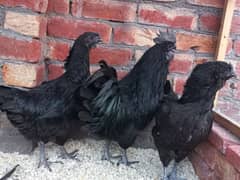 Ayam cemani chicks for sale
